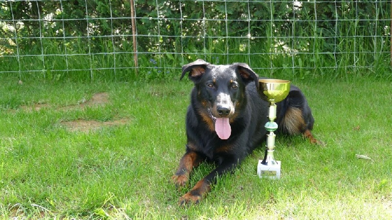 Ieko du Murier de Sordeille - TB 237.5 points 2ème / 3 en classe 2