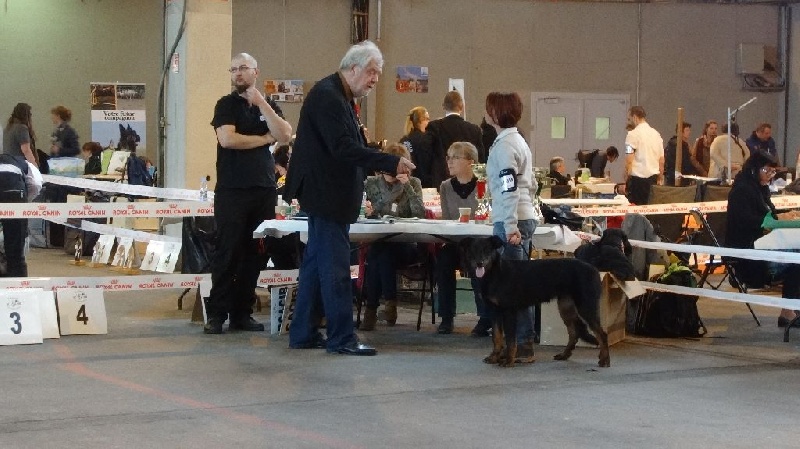 Ieko du Murier de Sordeille - Très prometteur en classe Puppy