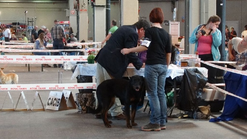 Ieko du Murier de Sordeille - Très prometteur en classe Puppy