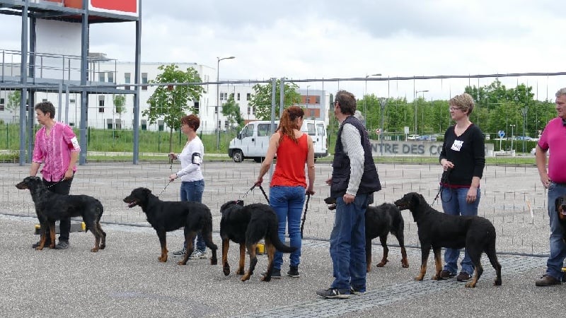 Ieko du Murier de Sordeille - Excellent en classe ouverte