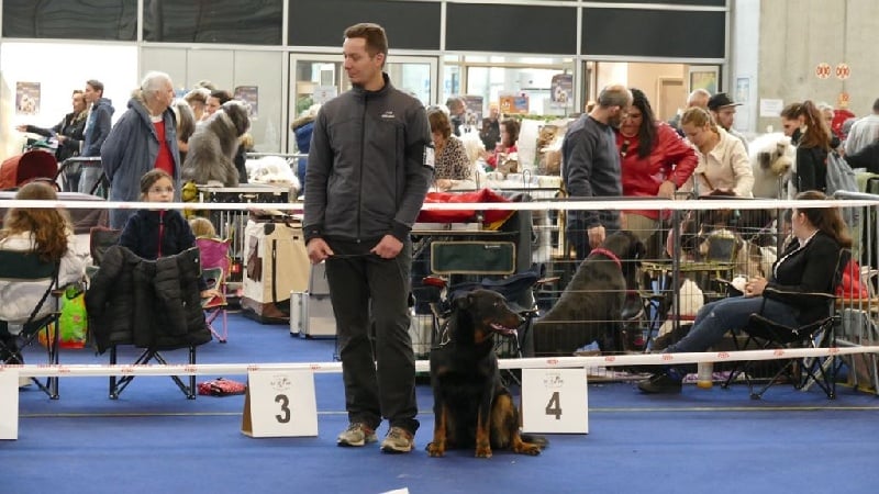 Ieko du Murier de Sordeille - 3ème Excellent