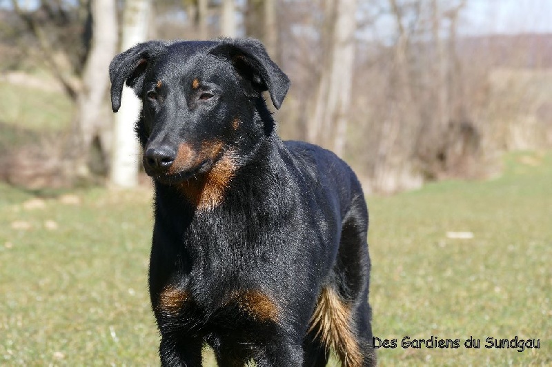 Ieko du Murier de Sordeille - EXCELLENT en classe 1