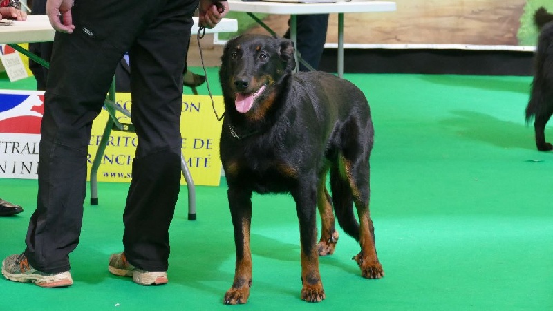 Ieko du Murier de Sordeille - 2ème Excellent en classe ouverte femelle, RCACS
