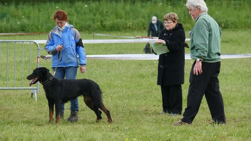 Ieko du Murier de Sordeille - Excellent en morphologie