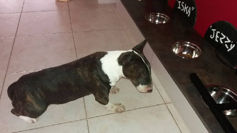 Publication : du Paradis Des Mini Bulls Auteur : Les Gardiens De Gaia