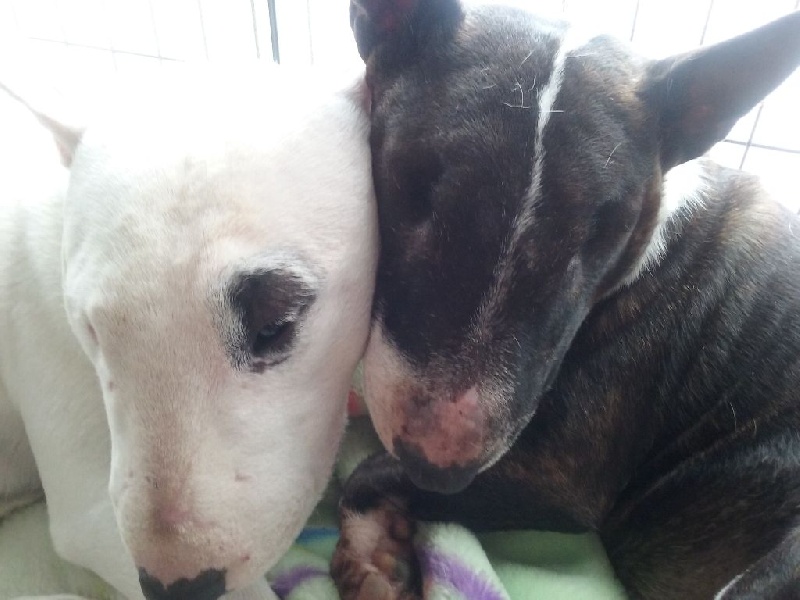 Publication : du Paradis Des Mini Bulls Auteur : Les Gardiens De Gaia