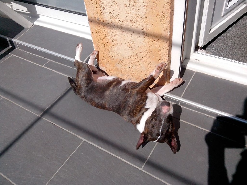 Publication : du Paradis Des Mini Bulls Auteur : Les Gardiens De Gaia