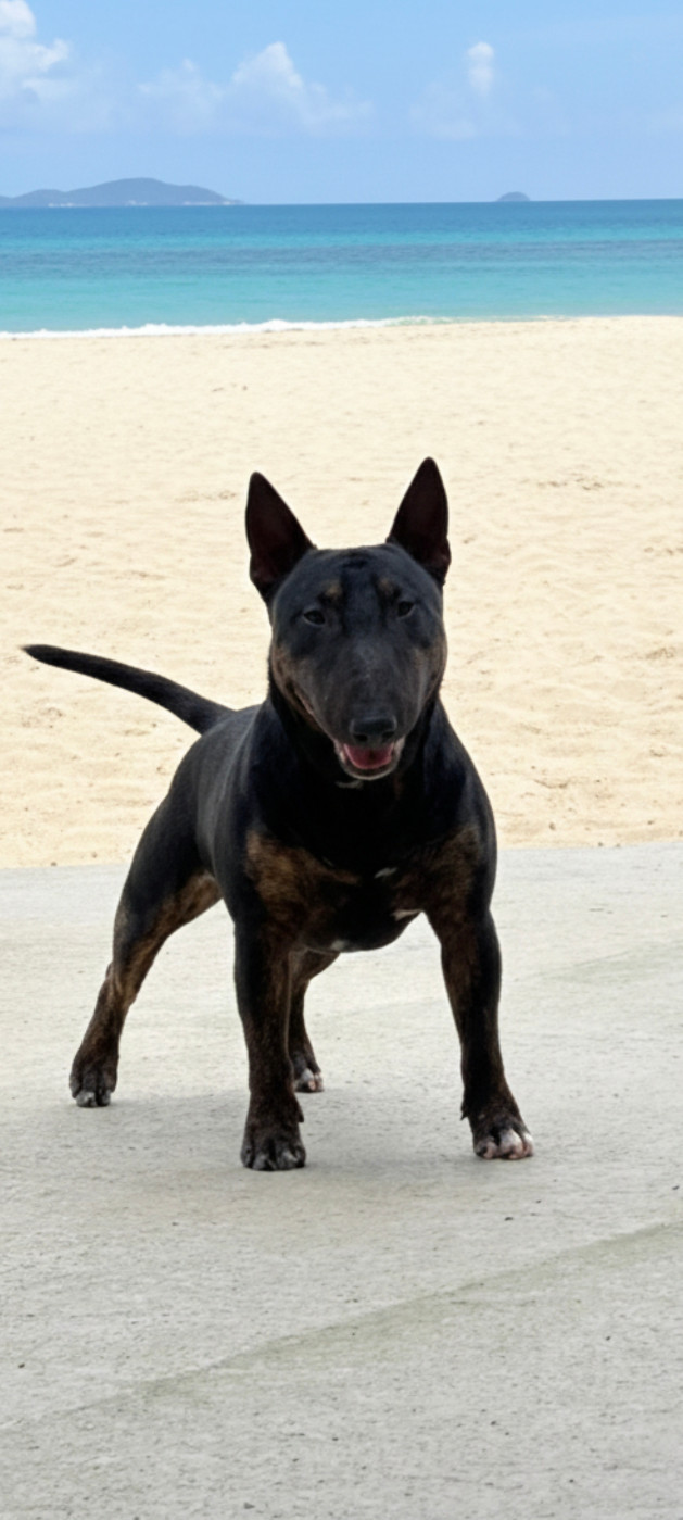 Publication : du Paradis Des Mini Bulls