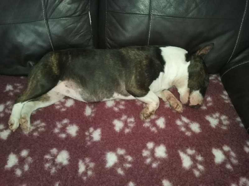 Publication : du Paradis Des Mini Bulls Auteur : Les Gardiens De Gaia