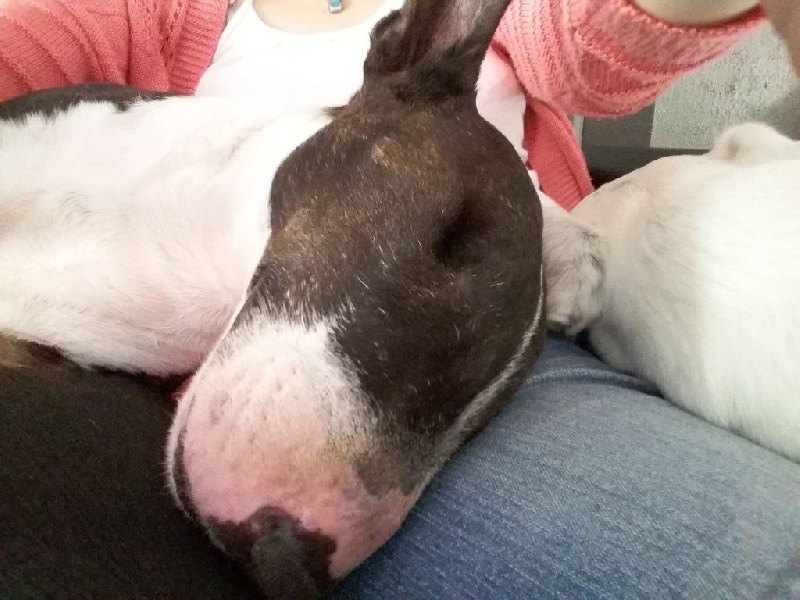 Publication : du Paradis Des Mini Bulls Auteur : Les Gardiens De Gaia