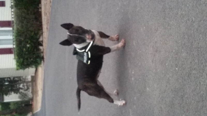 Publication : du Paradis Des Mini Bulls Auteur : Les Gardiens De Gaia