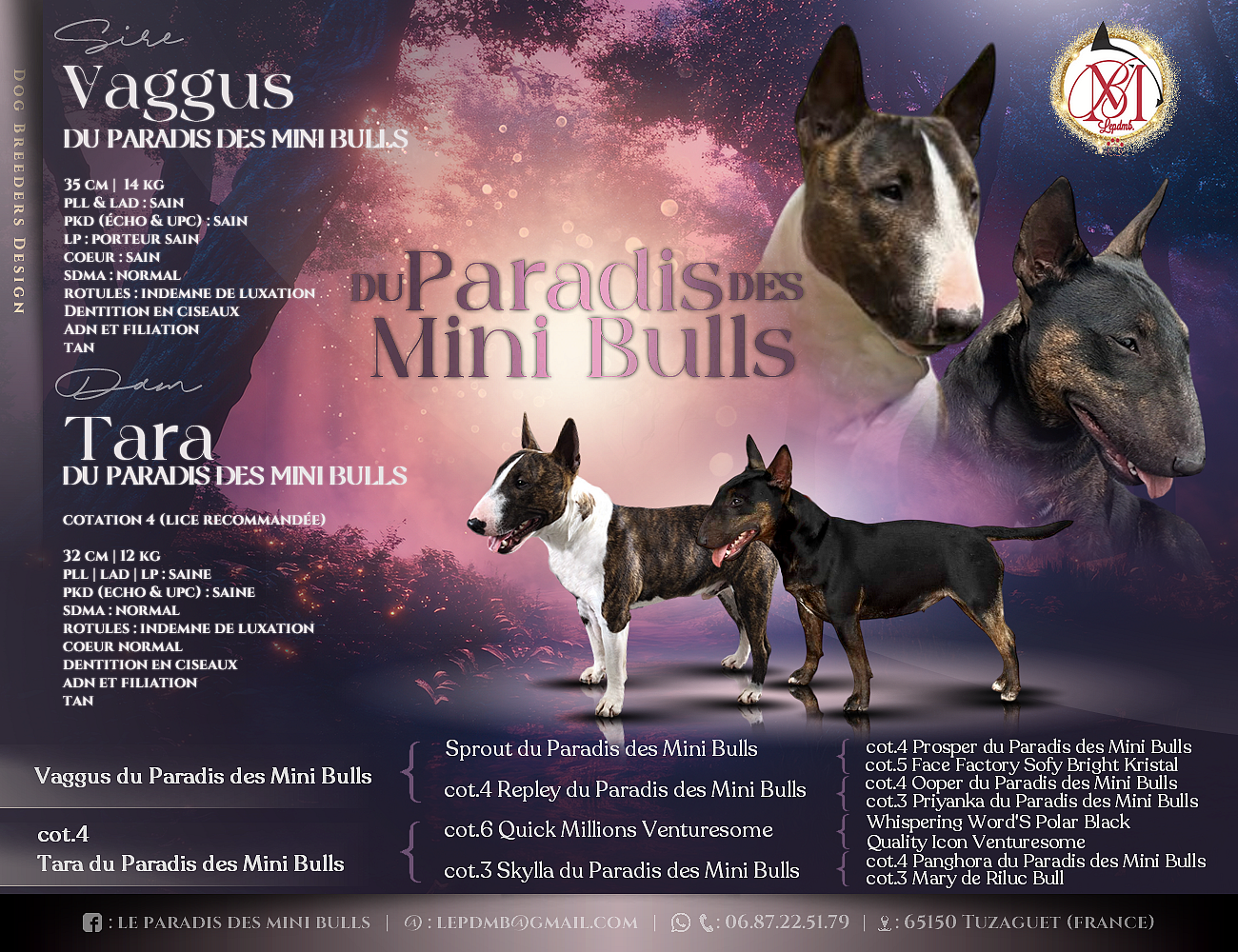 Bull Terrier Miniature - du Paradis Des Mini Bulls