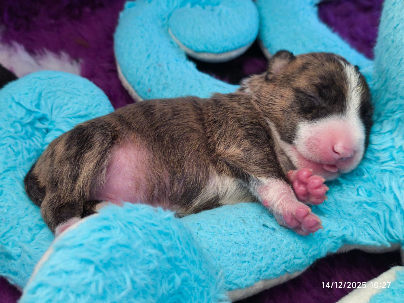 Alekxi - Bull Terrier Miniature