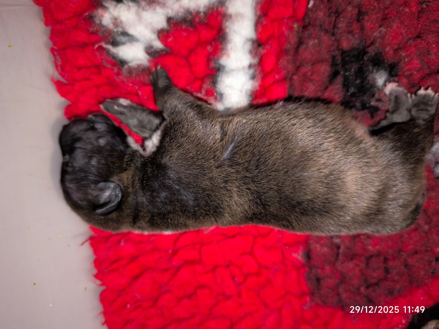 ARMAN - Bull Terrier Miniature