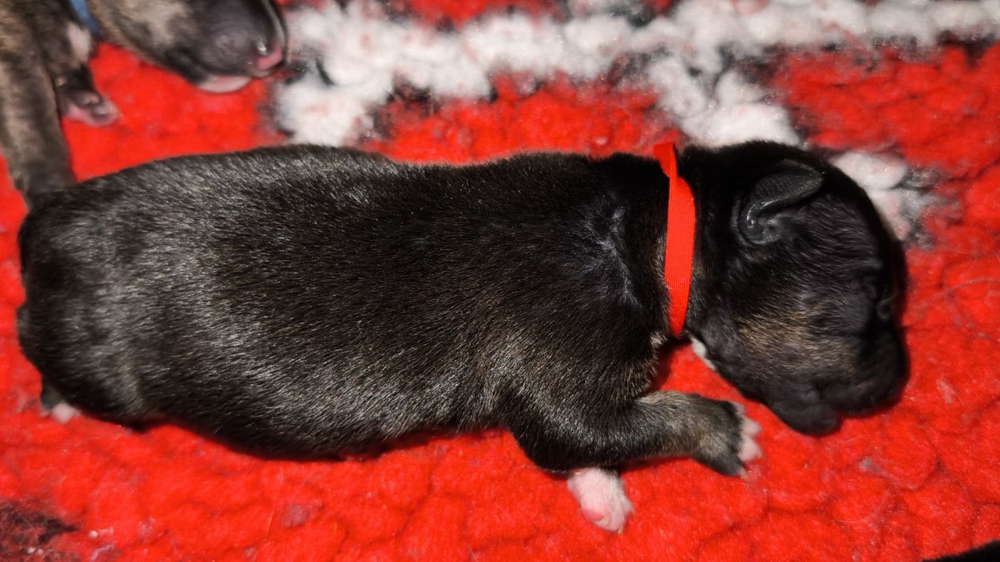 ARRY - Bull Terrier Miniature