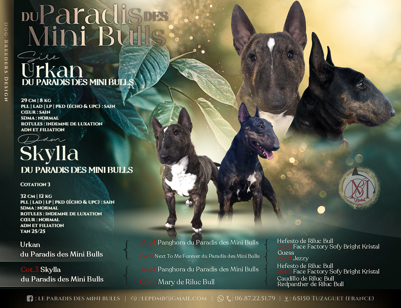 Bull Terrier Miniature - du Paradis Des Mini Bulls