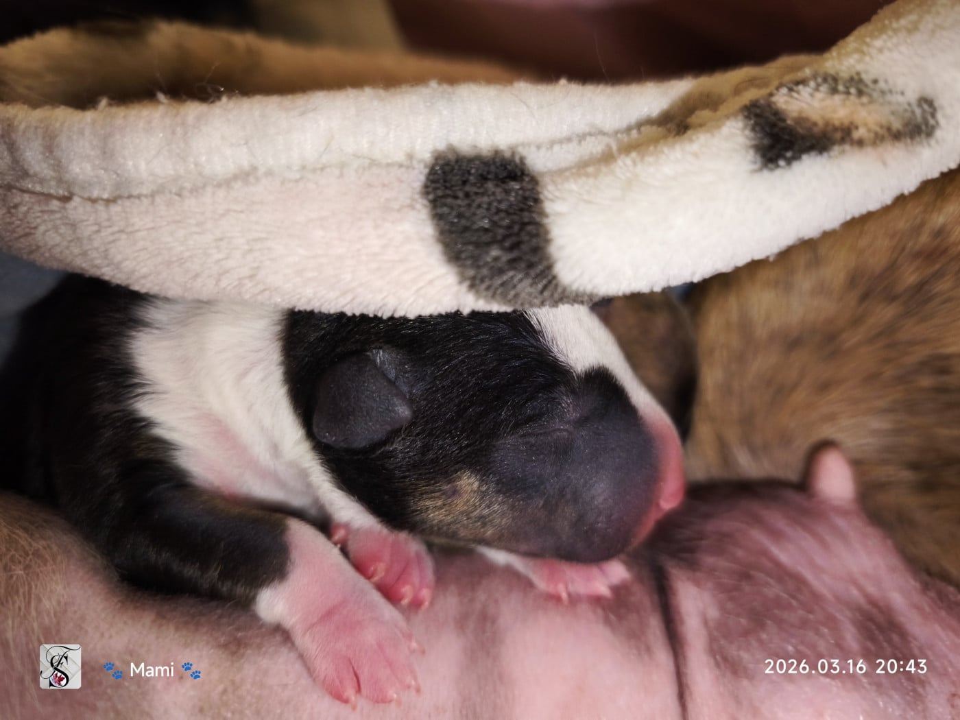 Berta - Bull Terrier Miniature