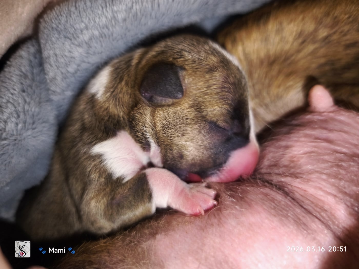 Bikiny - Bull Terrier Miniature