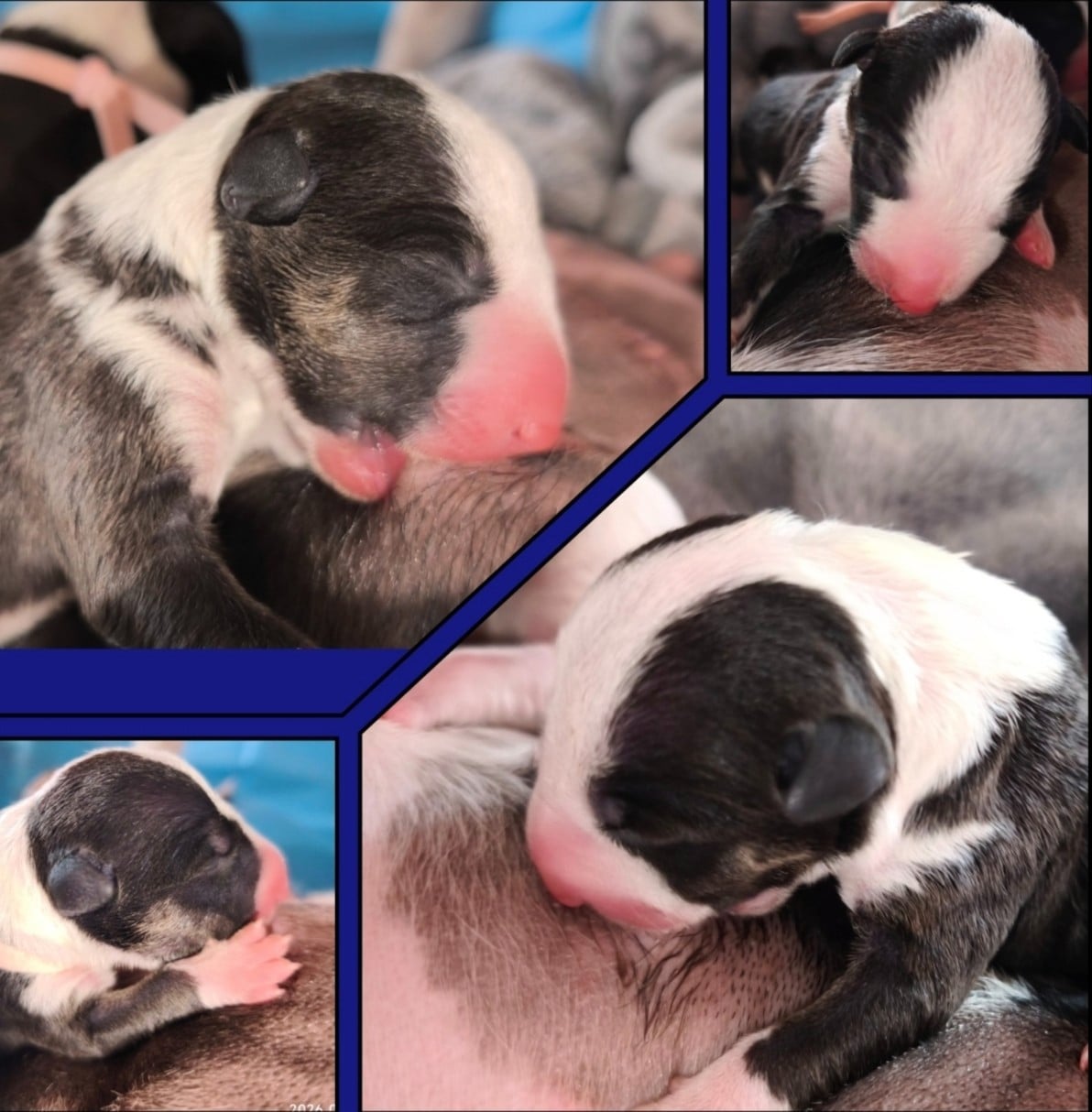 Basil - Bull Terrier Miniature