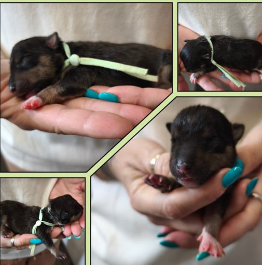 Blackwood - Bull Terrier Miniature