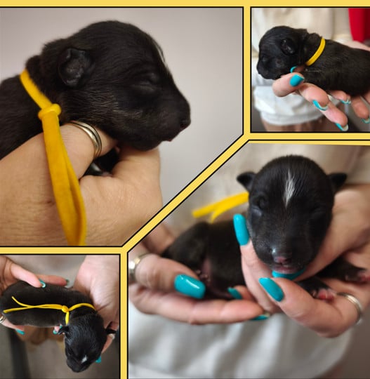 Byron - Bull Terrier Miniature