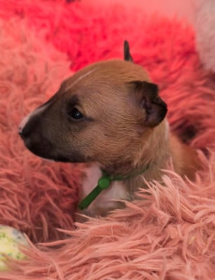 Les chiots de Bull Terrier Miniature