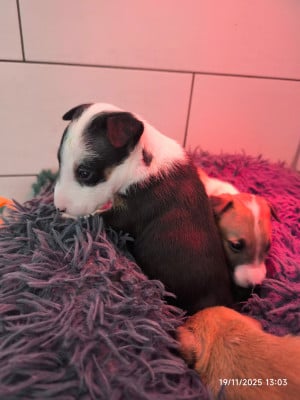 Les chiots de Bull Terrier Miniature