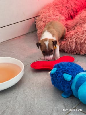 Les chiots de Bull Terrier Miniature