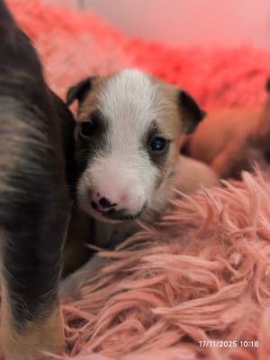 Les chiots de Bull Terrier Miniature