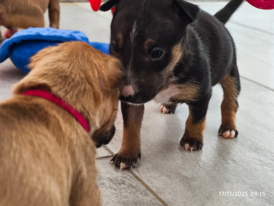 Les chiots de Bull Terrier Miniature
