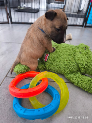 Les chiots de Bull Terrier Miniature