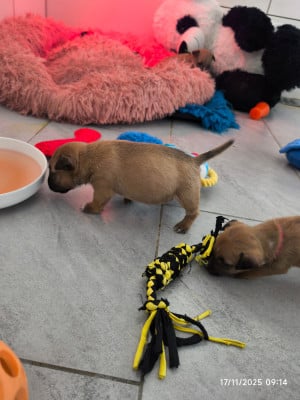 Les chiots de Bull Terrier Miniature