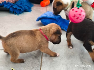 Les chiots de Bull Terrier Miniature