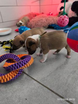 Les chiots de Bull Terrier Miniature
