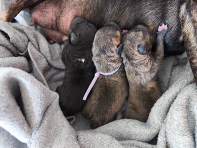 Les chiots de Bull Terrier Miniature