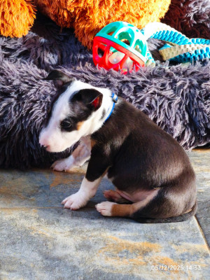 Les chiots de Bull Terrier Miniature