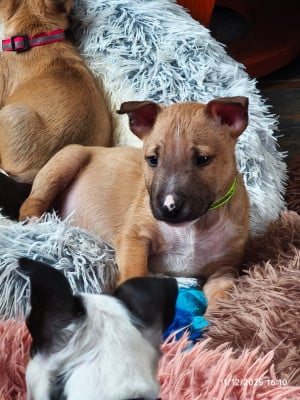 Les chiots de Bull Terrier Miniature