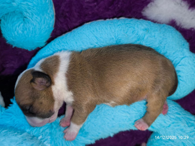 Les chiots de Bull Terrier Miniature