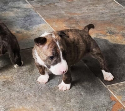 Les chiots de Bull Terrier Miniature