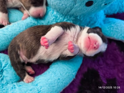 Les chiots de Bull Terrier Miniature