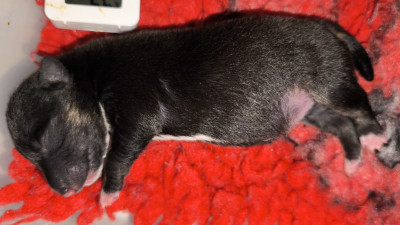 Les chiots de Bull Terrier Miniature