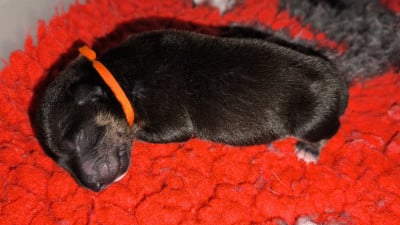 Les chiots de Bull Terrier Miniature