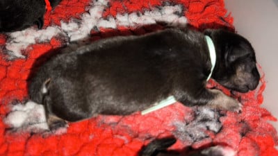 Les chiots de Bull Terrier Miniature