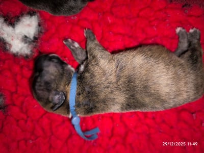 Les chiots de Bull Terrier Miniature