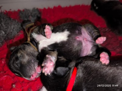 Les chiots de Bull Terrier Miniature