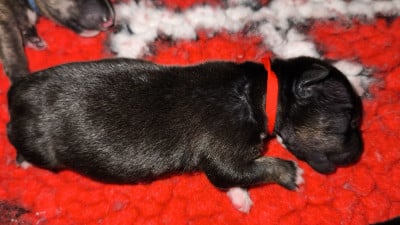 Les chiots de Bull Terrier Miniature