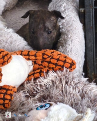Les chiots de Bull Terrier Miniature