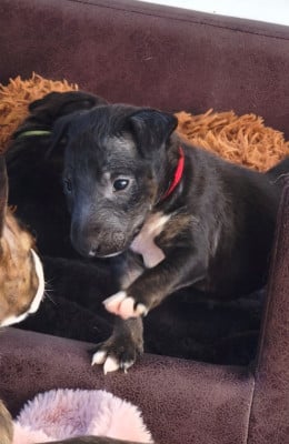 Les chiots de Bull Terrier Miniature