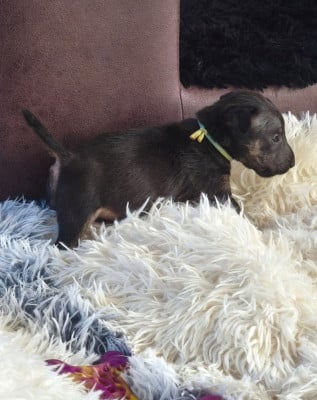Les chiots de Bull Terrier Miniature