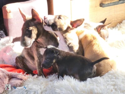 Les chiots de Bull Terrier Miniature